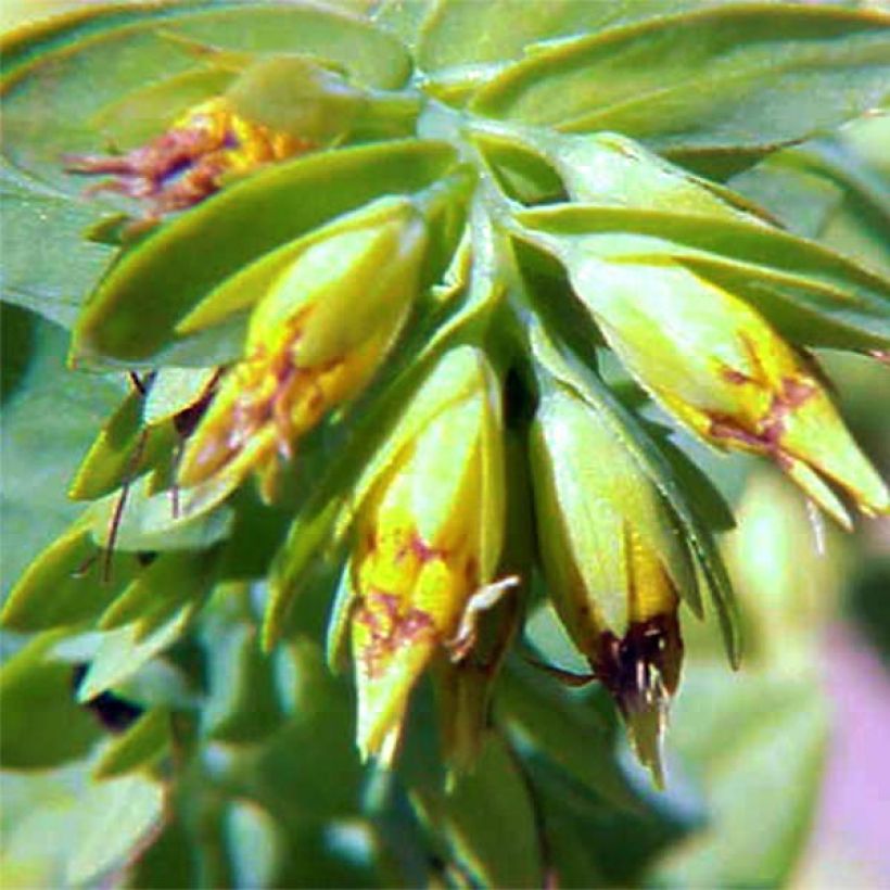 Cerinthe glabra - Erba-vajola alpina (Fioritura)