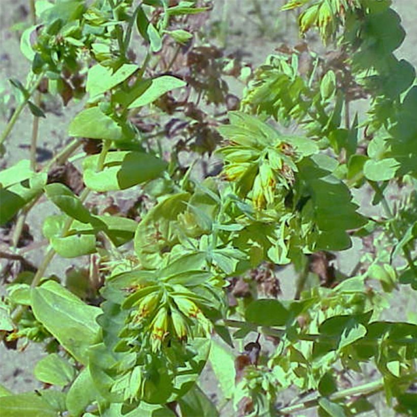 Cerinthe glabra - Erba-vajola alpina (Porto)