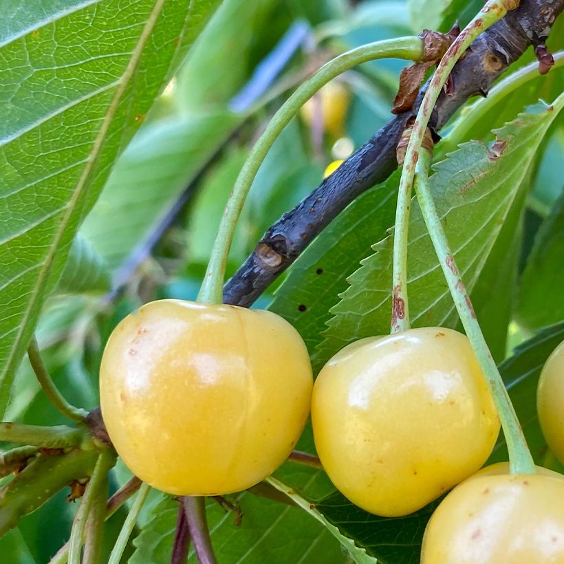 Ciliegio Blanc (Raccolta)