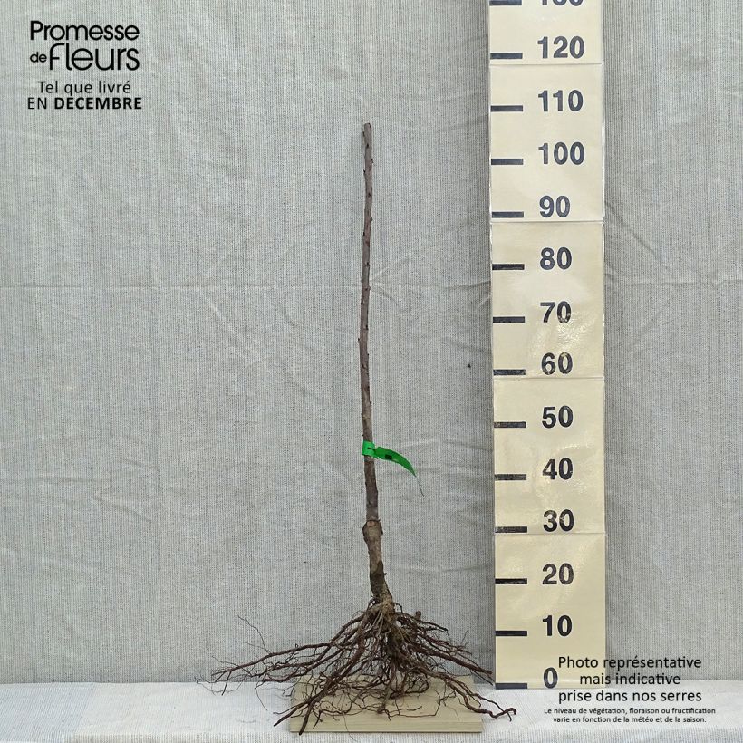 Cerisier Bigarreau Lapins Bio Racines nues esemplare consegnato in inverno