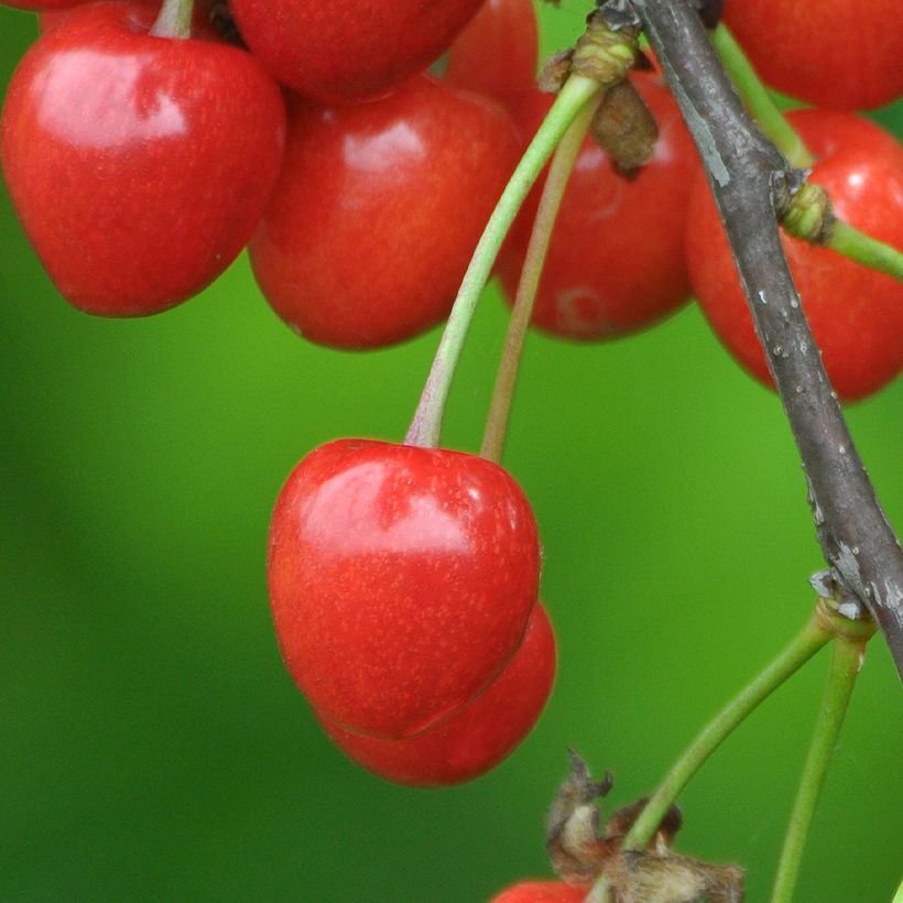 Ciliegio Lapins (Raccolta)