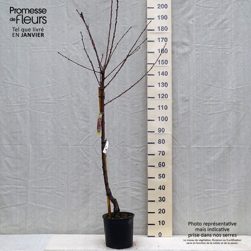 Cerisier Bigarreau Moreau - Prunus avium Demi-tige en pot de 7,5l/10l esemplare consegnato in inverno