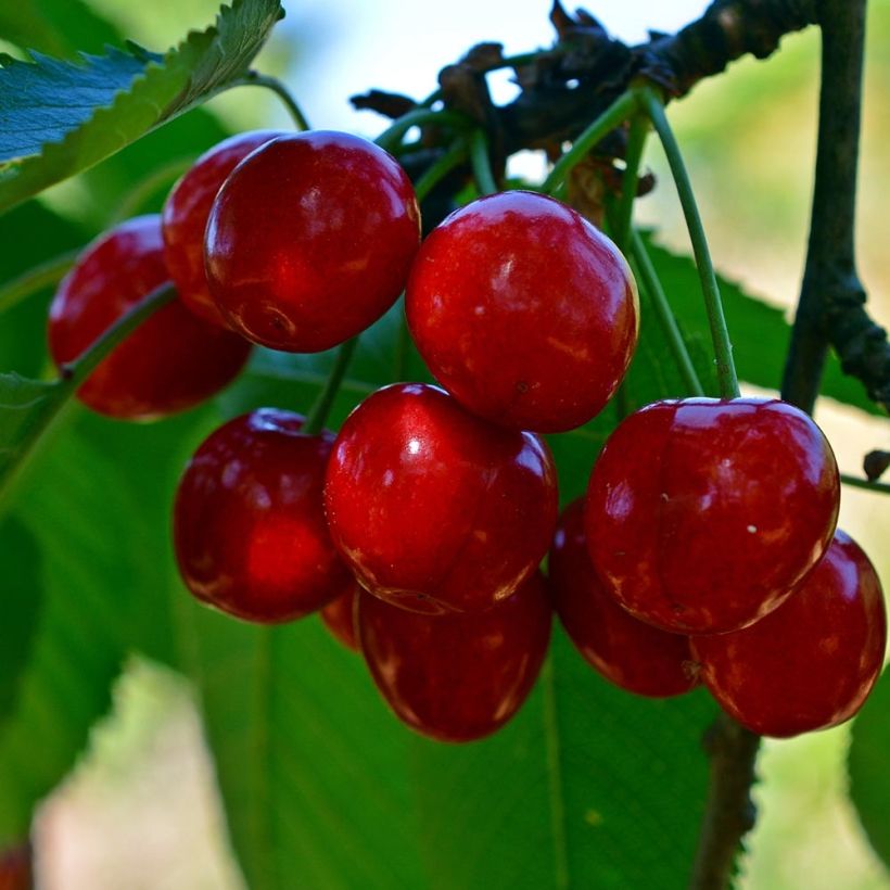 Ciliegio Durone di Vignola (Raccolta)