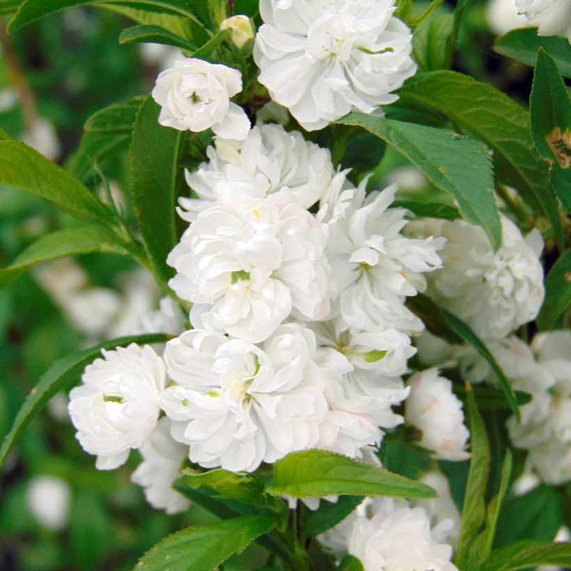 Prunus glandulosa Alba Plena - Ciliegio da fiore (Fioritura)