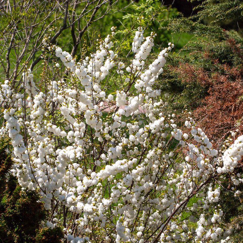 Prunus glandulosa Alba Plena - Ciliegio da fiore (Porto)