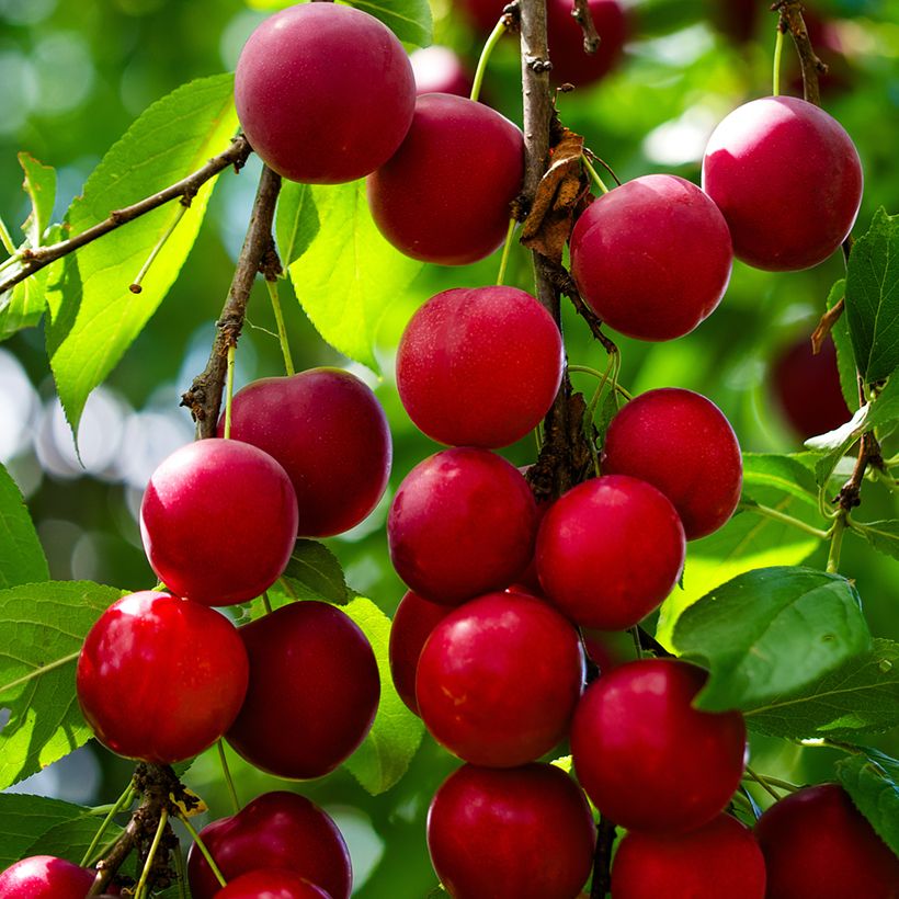 Prunus cerasifera - Ciliegio da fiore (Raccolta)