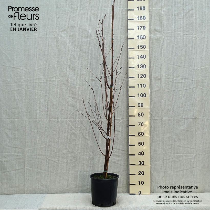 Cerisier à fleurs - Prunus Umineko Pot de 12L/15L esemplare consegnato in inverno