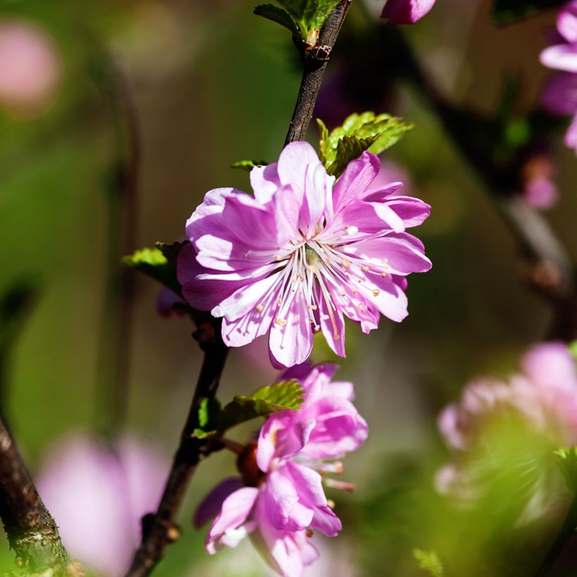 Prunus glandulosa Rosea Plena - Ciliegio da fiore (Fioritura)