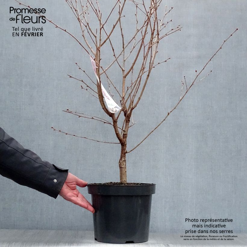 Cerisier à fleurs - Prunus kurilensis Ruby Pot de 7.5L/10L esemplare consegnato in inverno