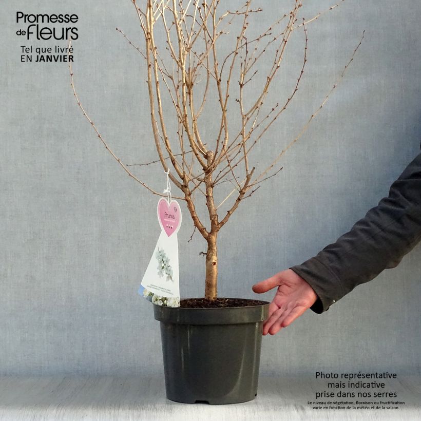 Cerisier à fleurs - Prunus nipponica Brillant en pot de 2/3L esemplare consegnato in inverno