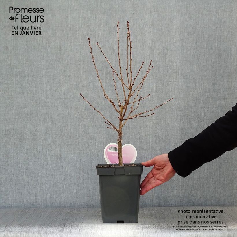 Cerisier à fleurs - Prunus nipponica Brillant en pot de 4L/5L esemplare consegnato in inverno