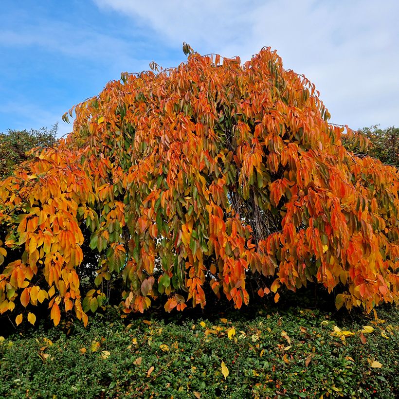 Prunus serrulata Kiku-Shidare-Zakura - Ciliegio da fiore (Porto)