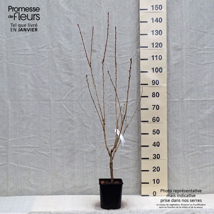 Cerisier à fleurs - Prunus serrulata Pink Perfection Pot de 4L/5L esemplare consegnato in inverno