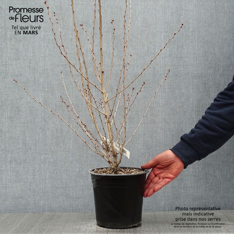 Cerisier à fleurs - Prunus subhirtella Fukubana en pot de 4L/5L esemplare consegnato in inverno