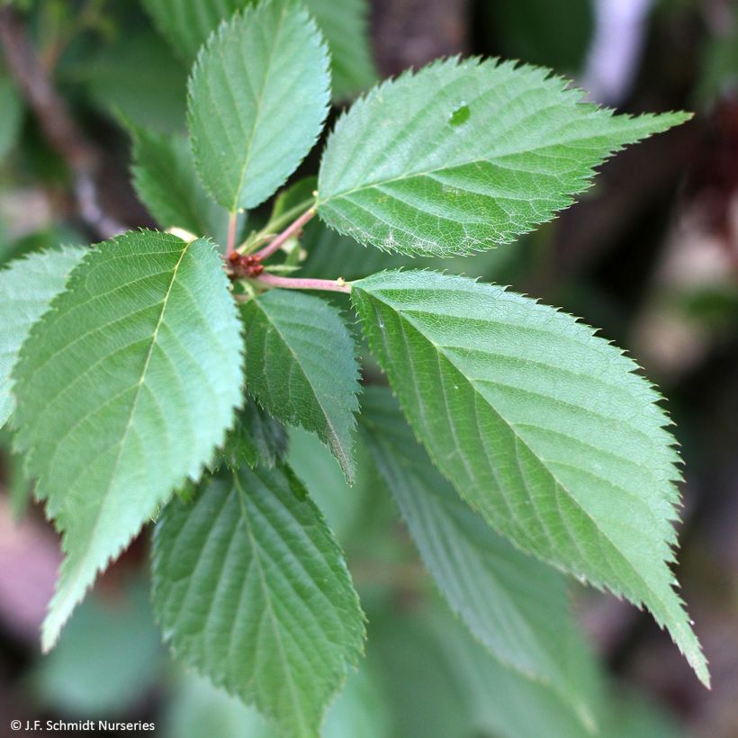 Prunus First Blush - Ciliegio da fiore (Fogliame)