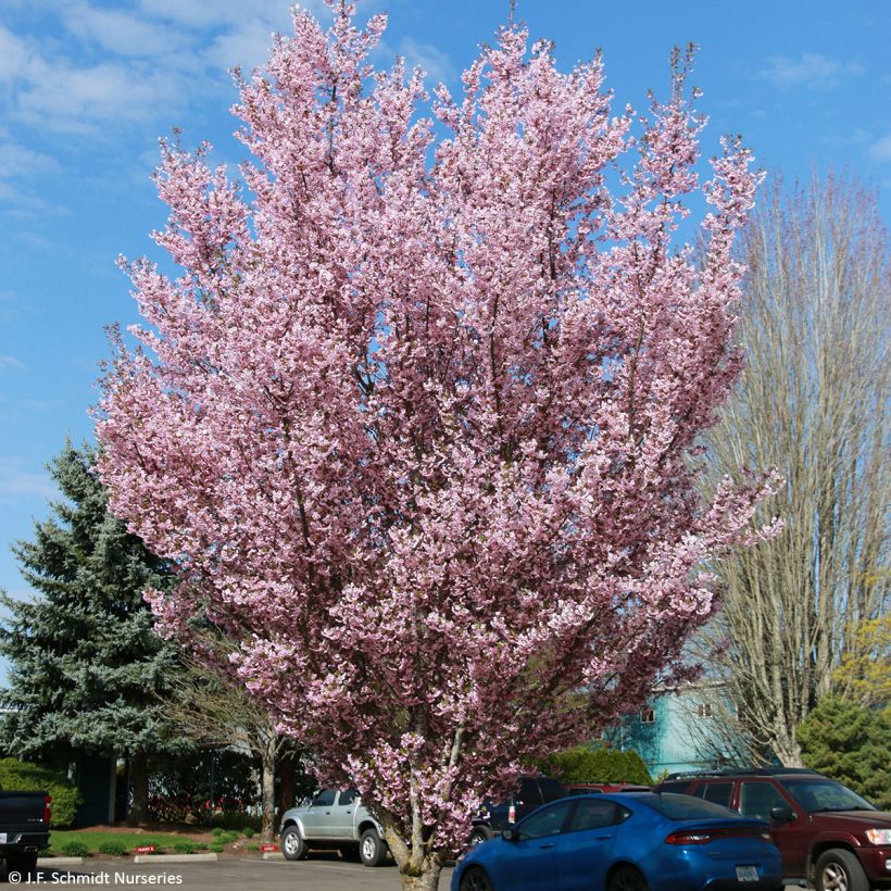 Prunus First Blush - Ciliegio da fiore (Porto)