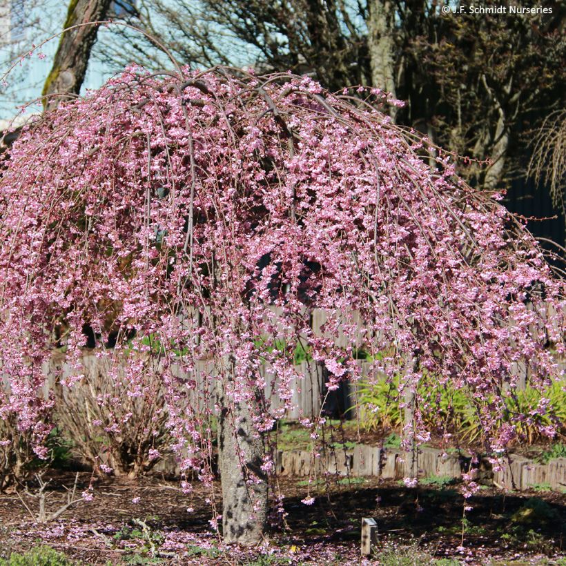 Prunus Pink Cascade - Ciliegio da fiore (Porto)