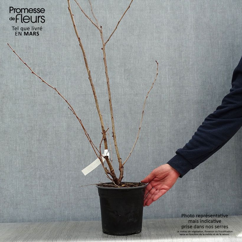 Cerisier à fleurs du Japon - Prunus Accolade en pot de 4.5L esemplare consegnato in inverno