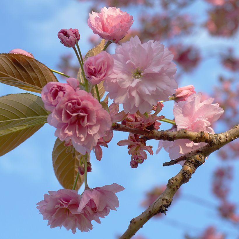 Prunus serrulata Kanzan - Ciliegio da fiore (Fioritura)