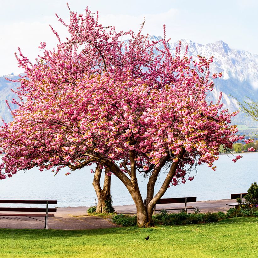 Prunus serrulata Kanzan - Ciliegio da fiore (Porto)