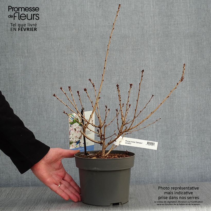 Cerisier à fleurs du Japon nain - Prunus incisa Oshidori Pot de 2L/3L esemplare consegnato in inverno