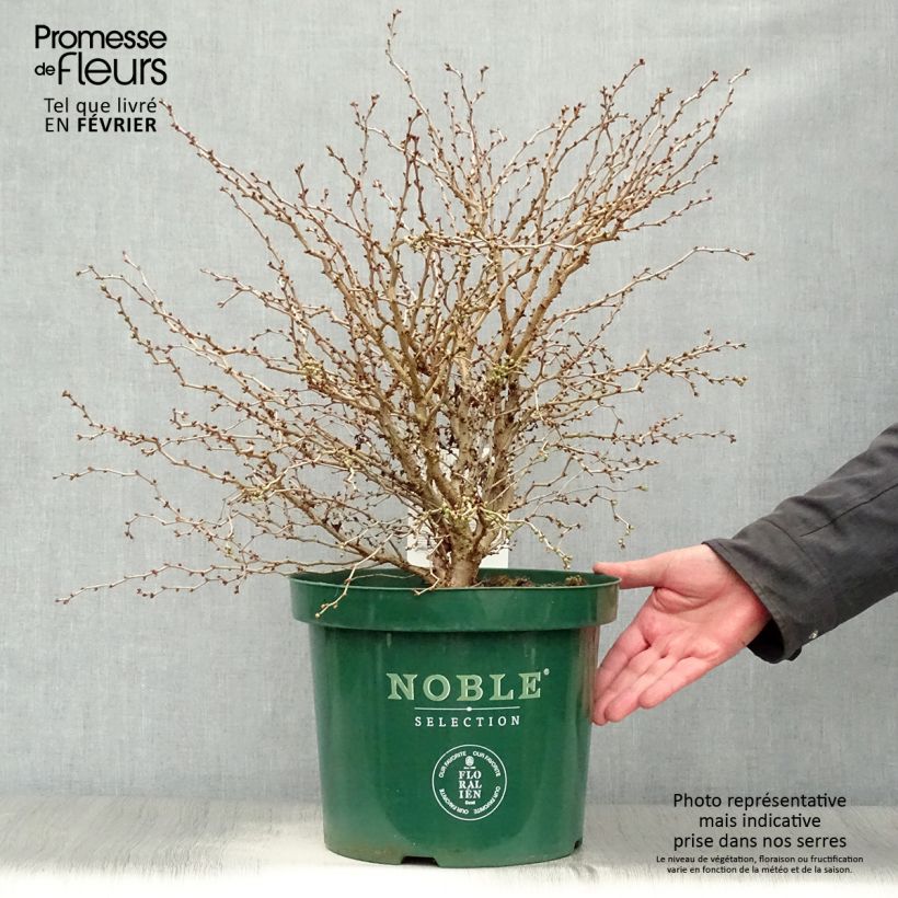 Cerisier à fleurs nain du Japon - Prunus incisa Kojo-No-Mai 40/60cm en pot de 7.5L esemplare consegnato in inverno