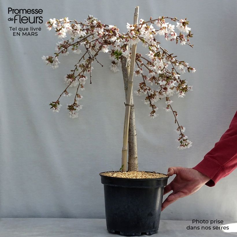 Cerisier à fleurs - Prunus Snow Fountains en pot de 7L Tige 40 cm esemplare consegnato in inverno