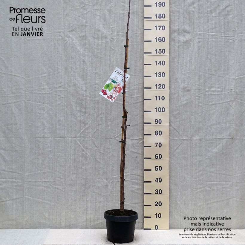 Cerisier colonnaire Hong Kong - Prunus cerasus Pot de 6L/7L esemplare consegnato in inverno