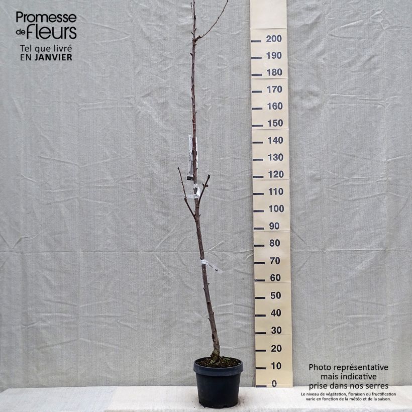 Cerisier colonnaire Shangai - Prunus cerasus Pot de 6L/7L esemplare consegnato in inverno