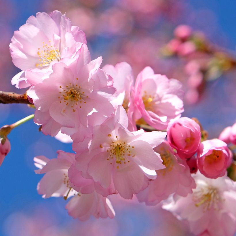 Prunus Accolade - Ciliegio da fiore (Fioritura)