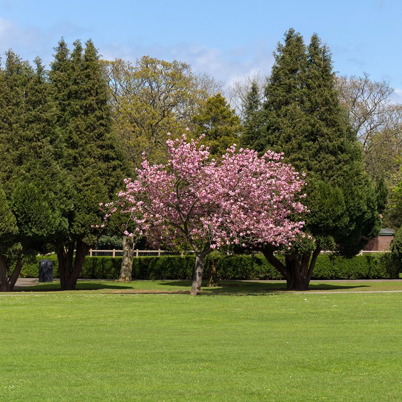 Prunus Accolade - Ciliegio da fiore (Porto)