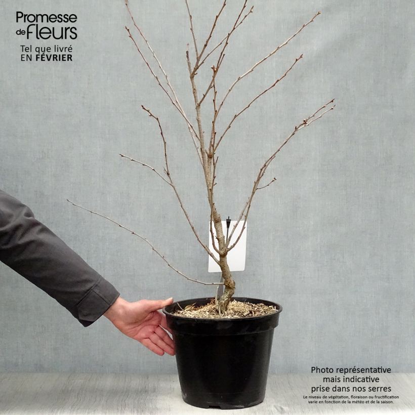 Cerisier du Japon - Prunus Accolade en pot de 10L esemplare consegnato in inverno