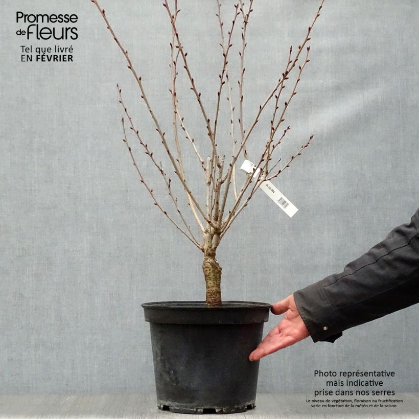 Cerisier du Japon - Prunus serrulata Kanzan 80/100 en pot de 10L esemplare consegnato in inverno