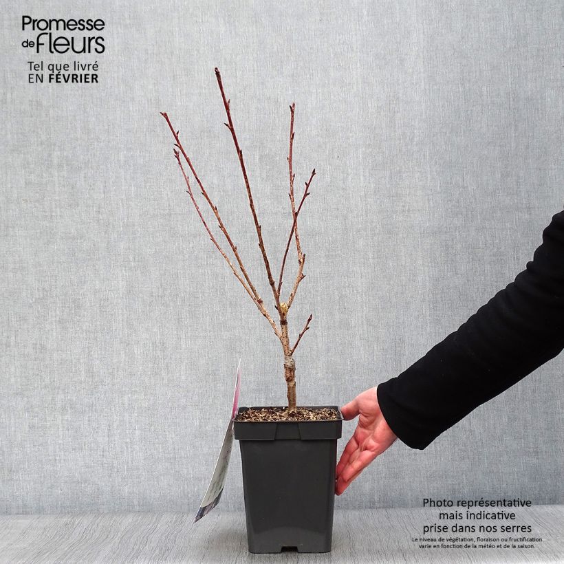 Cerisier du Japon - Prunus serrulata Kanzan en pot de 4L/5L esemplare consegnato in inverno