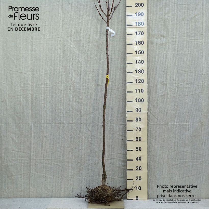 Cerisier du Japon - Prunus serrulata Kanzan en racines nues tige 6/8cm esemplare consegnato in inverno