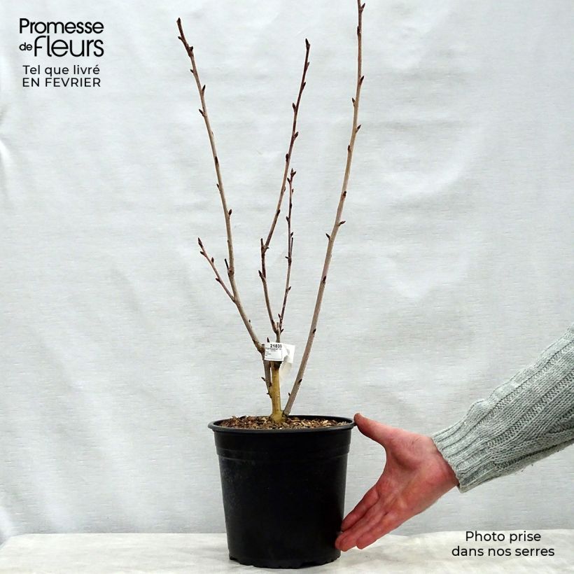 Cerisier du Japon - Prunus serrulata Royal Burgundy Pot de 4L/5L esemplare consegnato in inverno