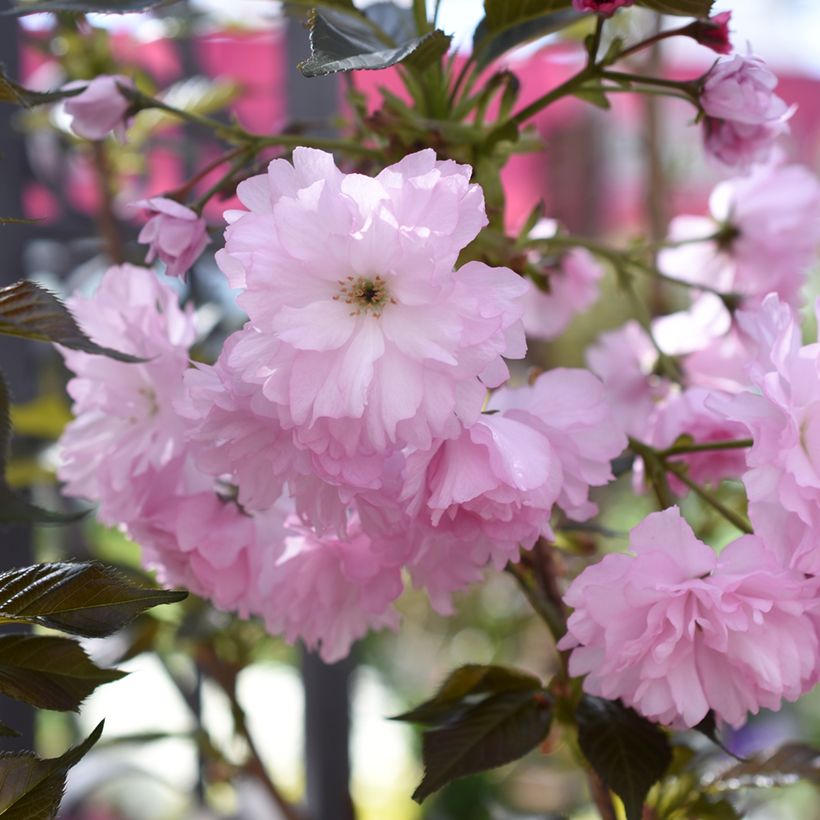 Prunus serrulata Royal Burgundy - Ciliegio da fiore (Fioritura)