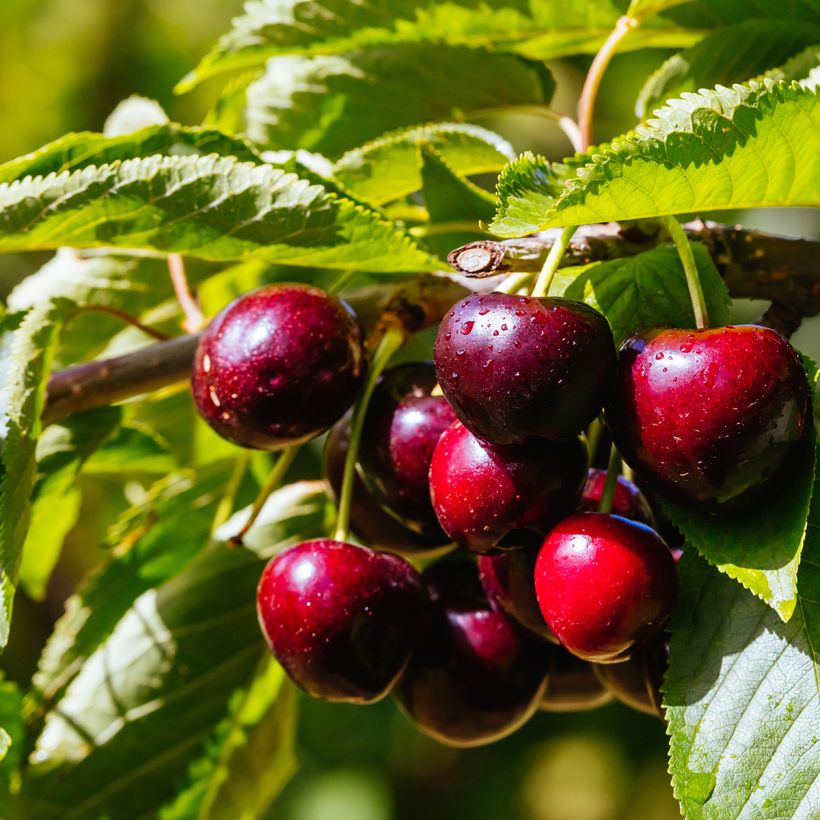 Amareno Fruit Me Cherry Me Lapins (Raccolta)