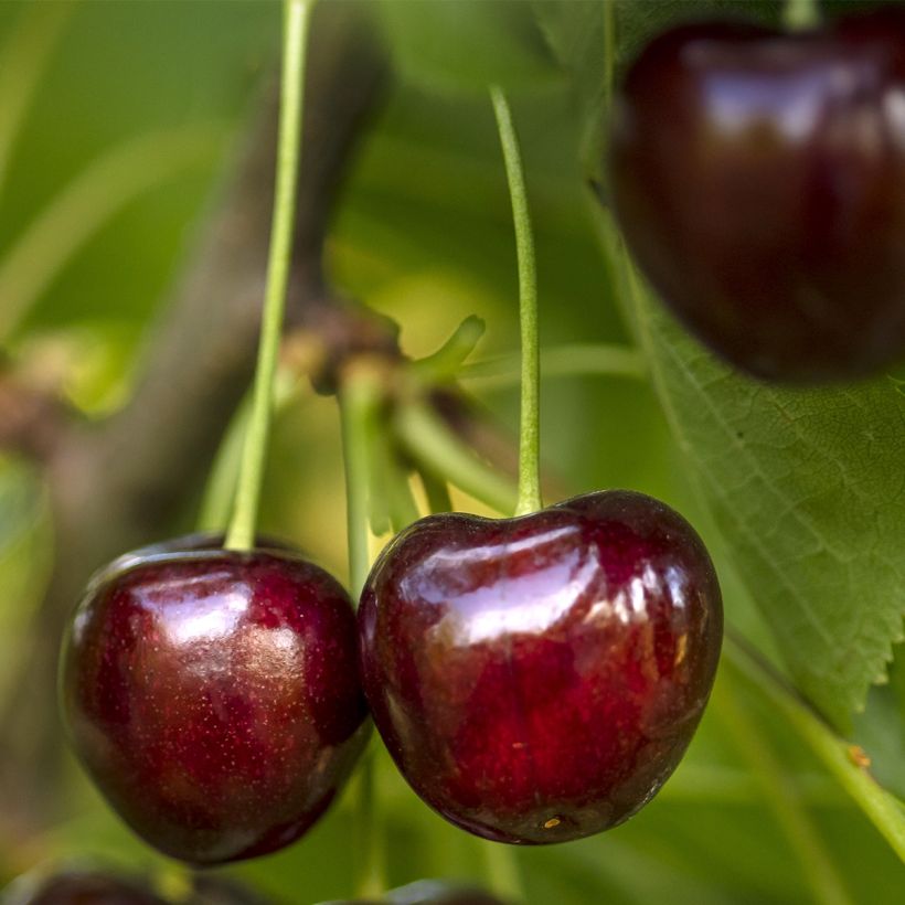 Amareno Fruit Me Cherry Me (Raccolta)