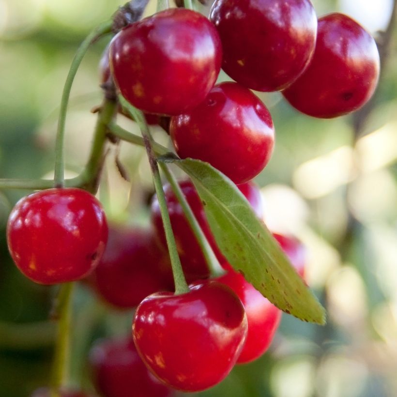 Amareno Griotella Frumi (Raccolta)