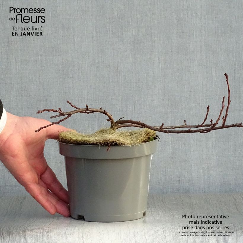 Cerisier nain rampant - Prunus pumila Depressa Pot de 2L/3L esemplare consegnato in inverno