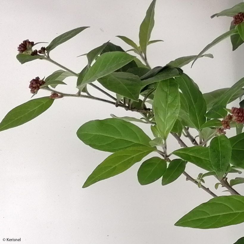 Cestrum elegans Rubrum (Fogliame)