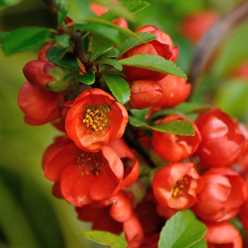 Chaenomeles japonica Orange Beauty - Fior di Pesco (Fioritura)