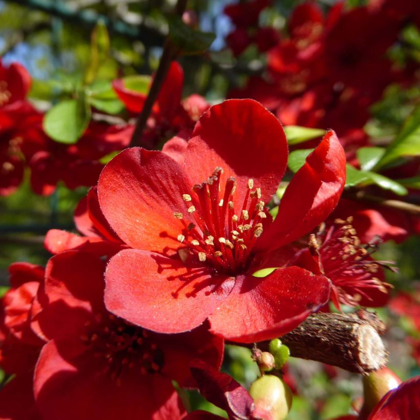 Chaenomeles japonica Sargentii - Fior di Pesco (Fioritura)