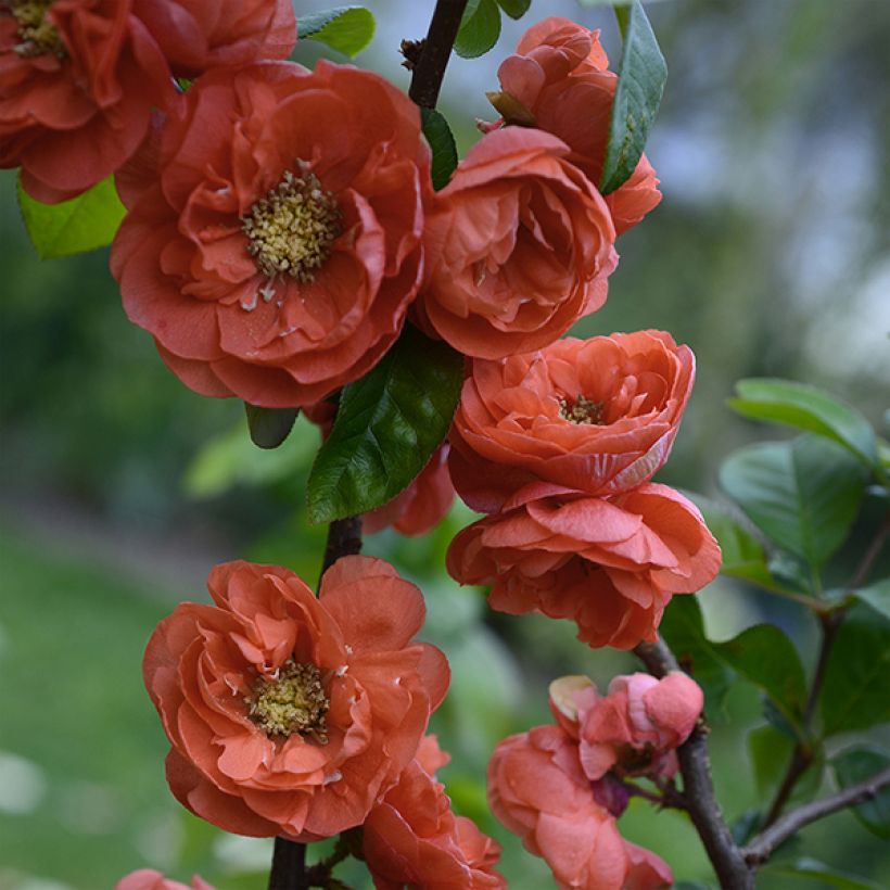 Chaenomeles speciosa Mango Storm - Fior di Pesco (Fioritura)