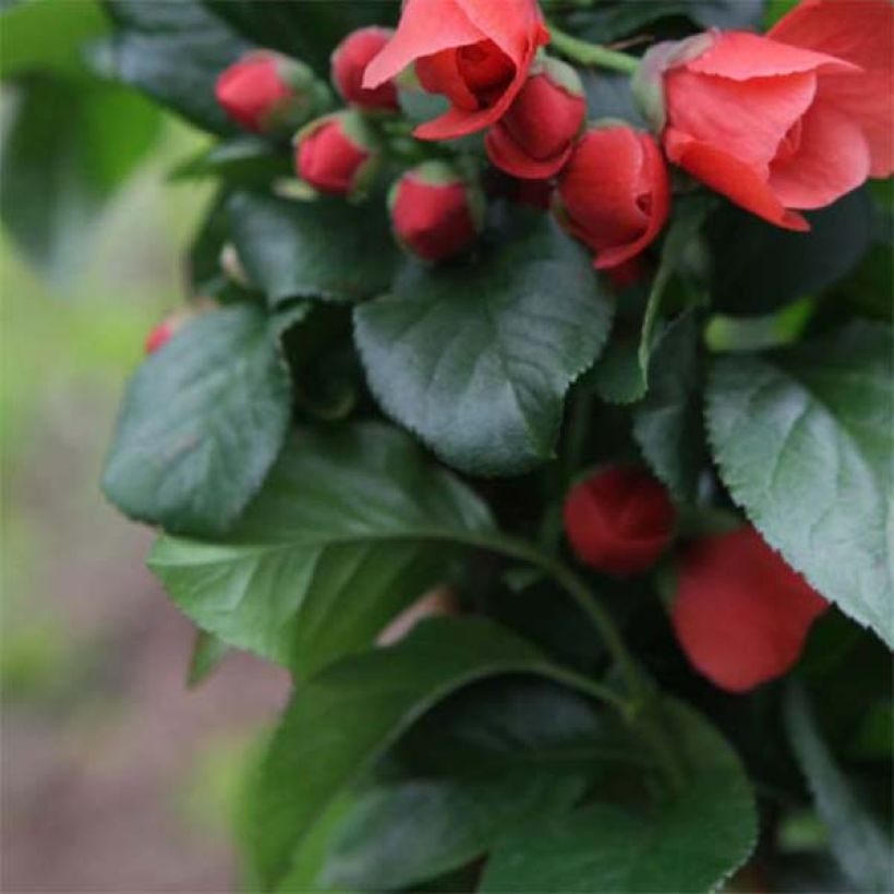 Chaenomeles speciosa Orange Storm - Fior di Pesco (Fogliame)