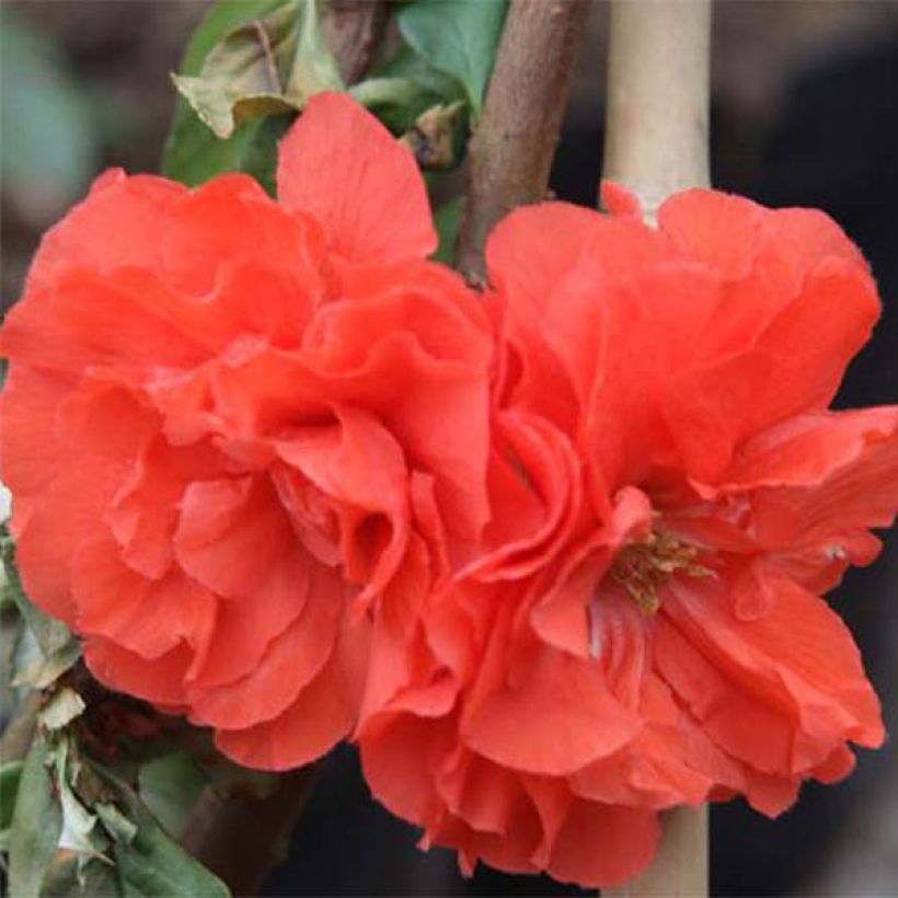 Chaenomeles speciosa Orange Storm - Fior di Pesco (Fioritura)