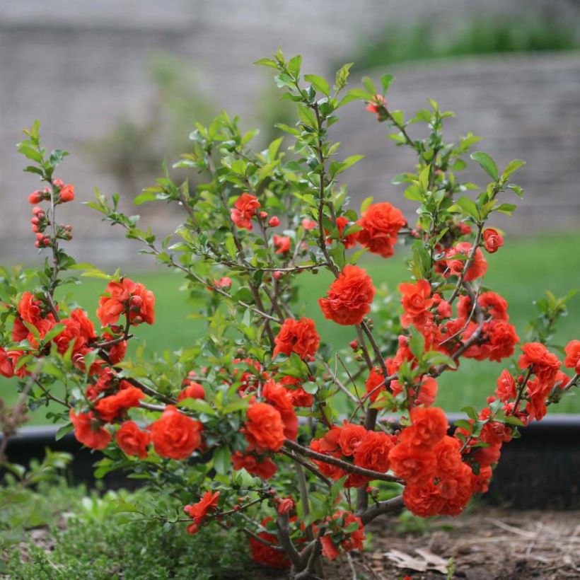 Chaenomeles speciosa Orange Storm - Fior di Pesco (Porto)