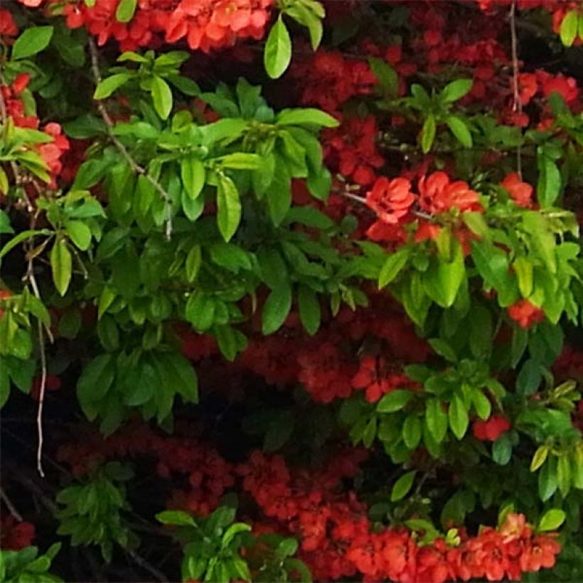 Chaenomeles speciosa Rubra - Fior di Pesco (Fogliame)