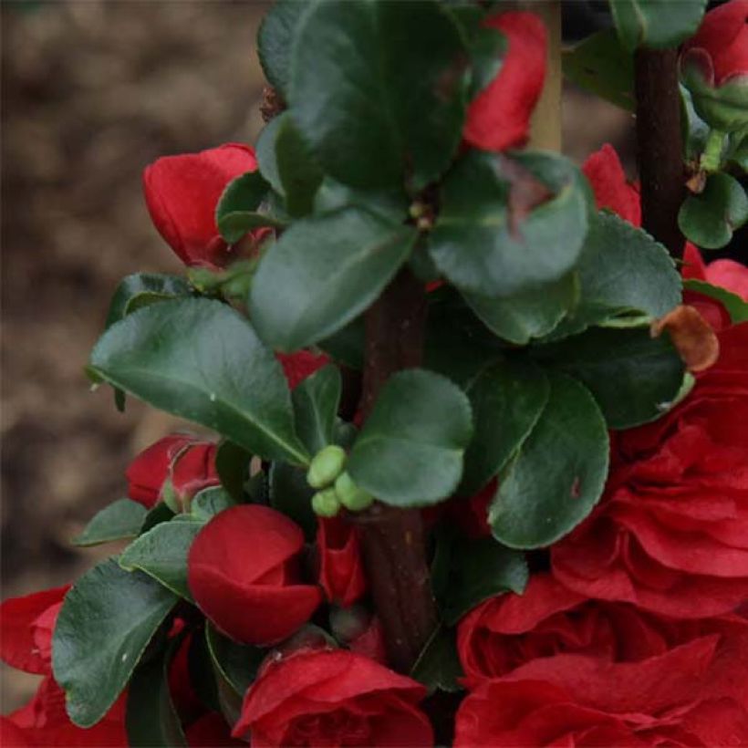 Chaenomeles speciosa Scarlet Storm - Fior di Pesco (Fogliame)